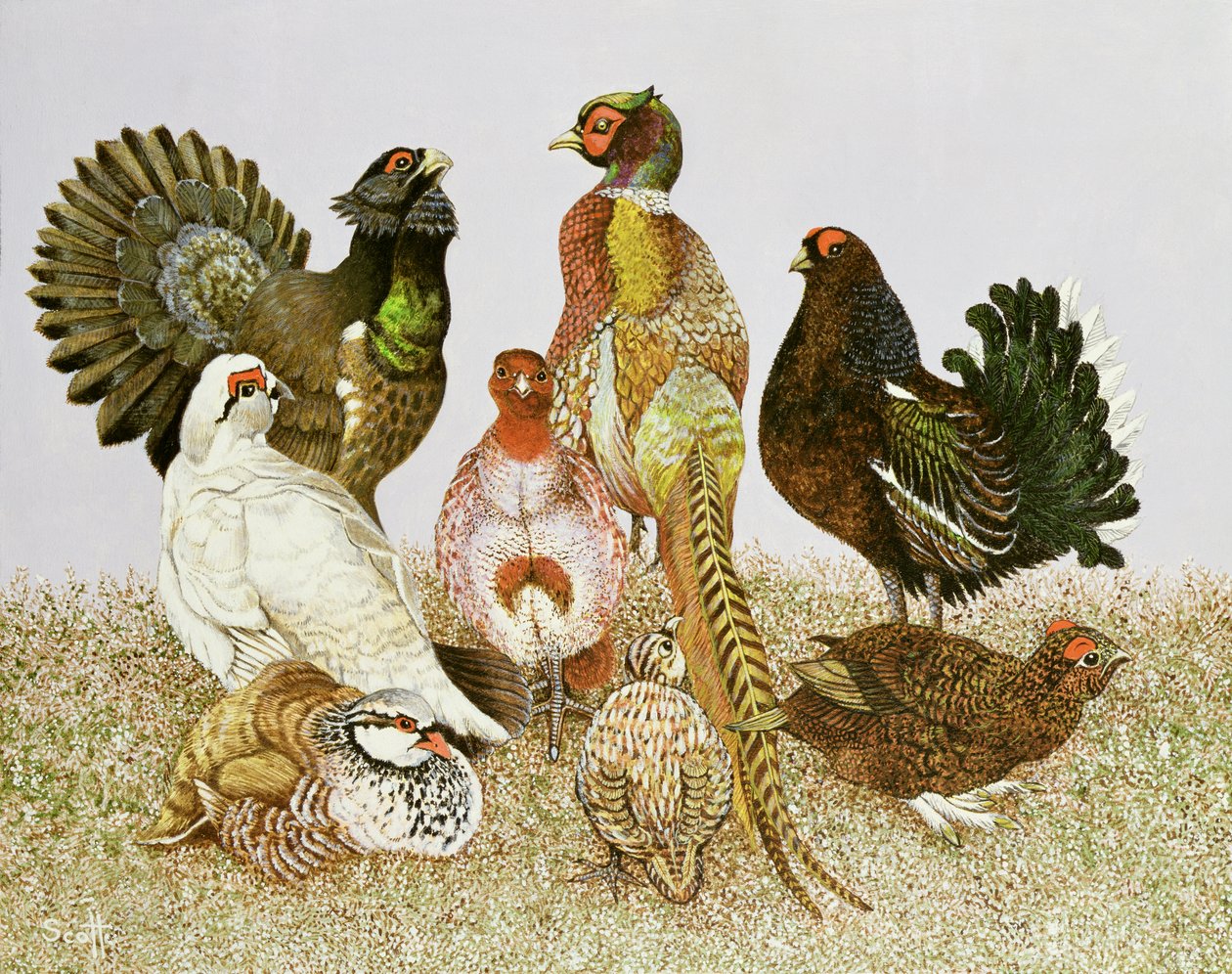 Gibier à plumes - Pat Scott