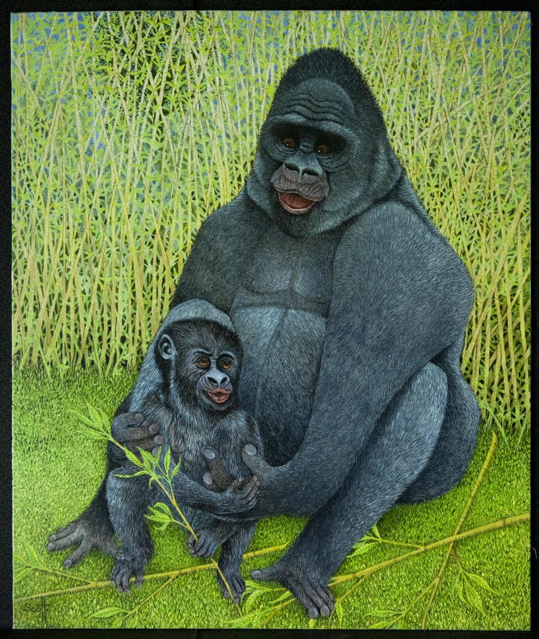 Gorilles - Pat Scott