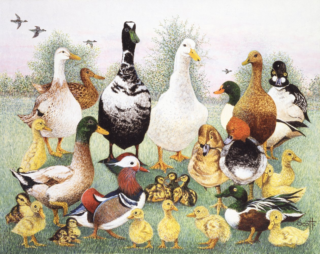 Bonjour les Canards - Pat Scott