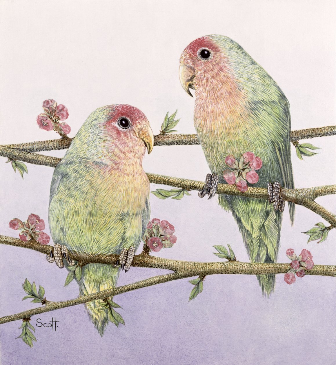 Oiseaux d