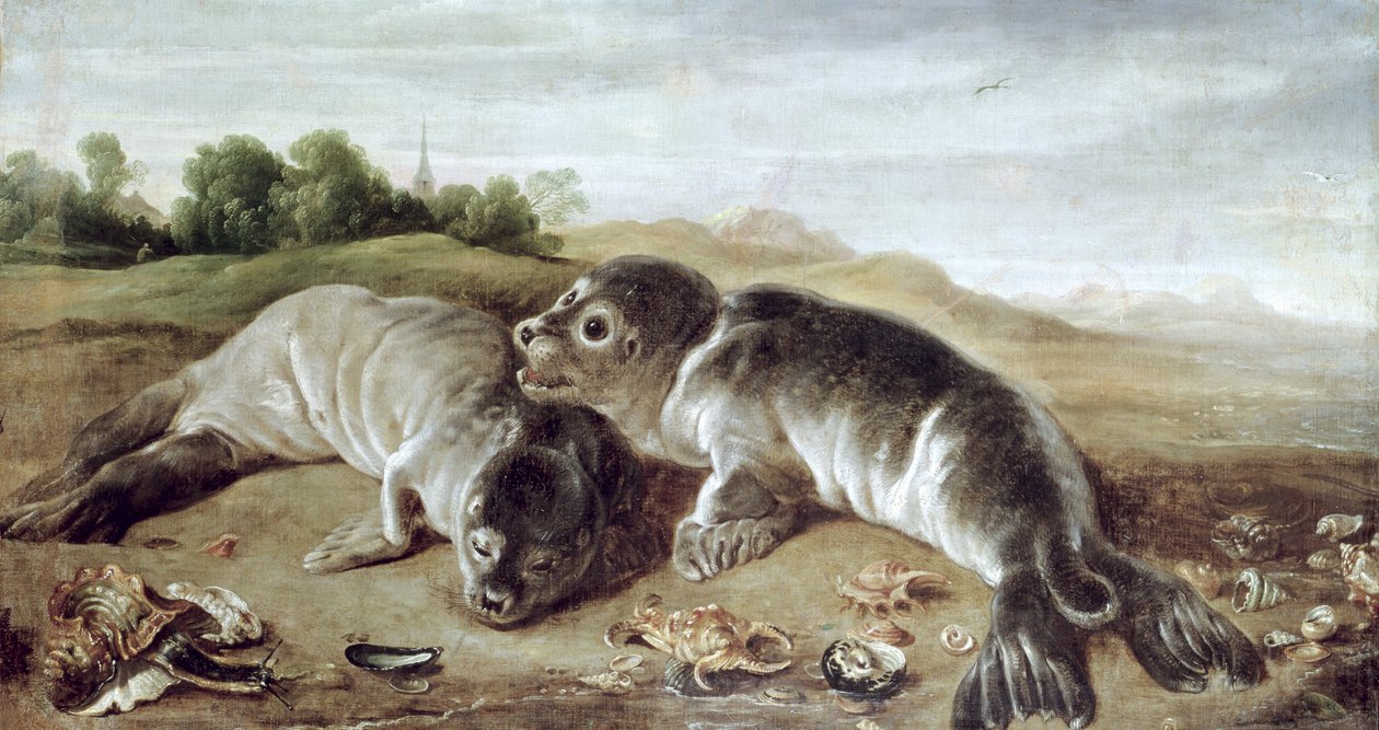 Deux jeunes phoques sur le rivage, vers 1650 - Paul De Vos