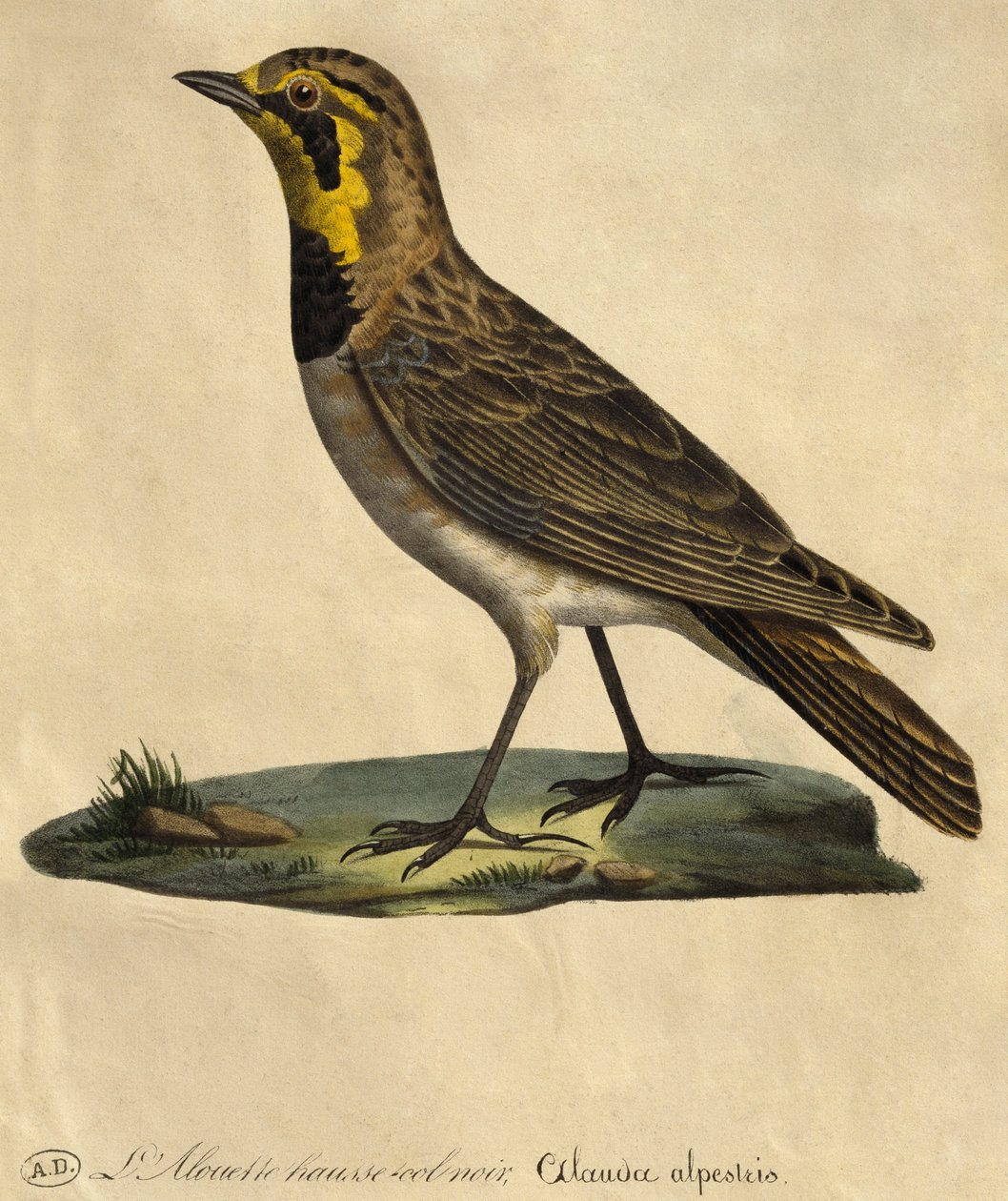 Alouette à collier noir (gravure en couleur) - Paul Louis Oudart