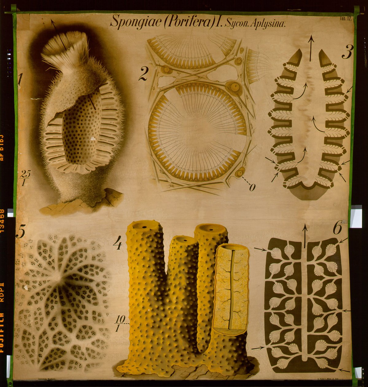 Sycon et Aplysina, No.12, Pfurtscheller's Zoological Wall Chart