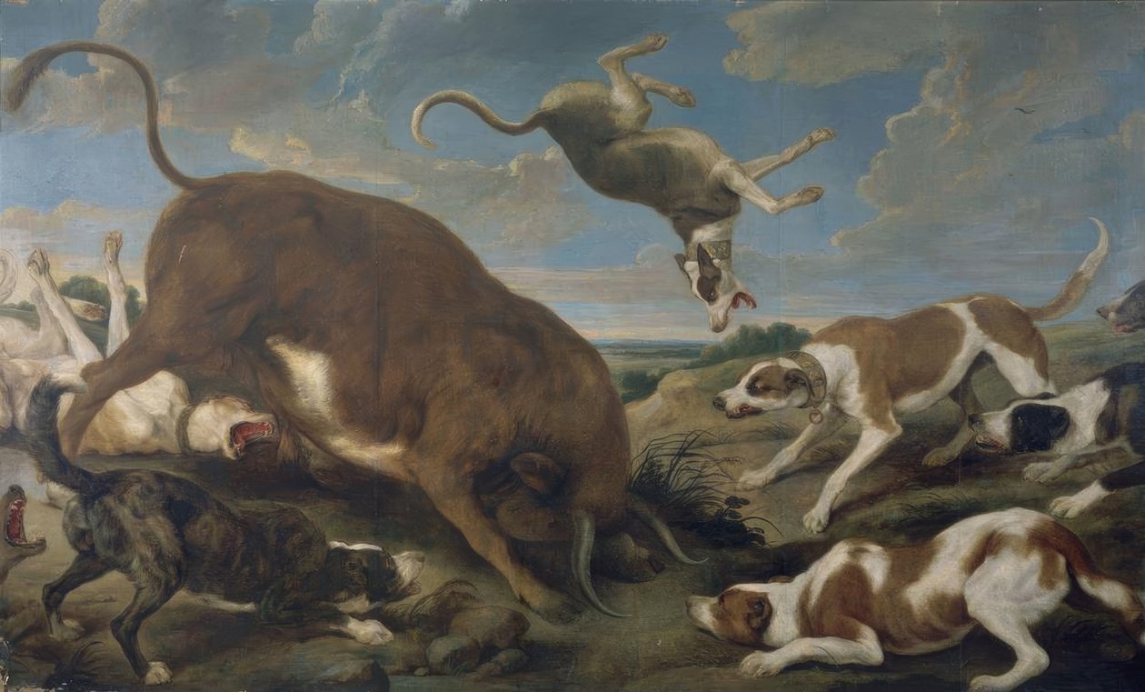 Taureau attaqué par des chiens - Paul De Vos