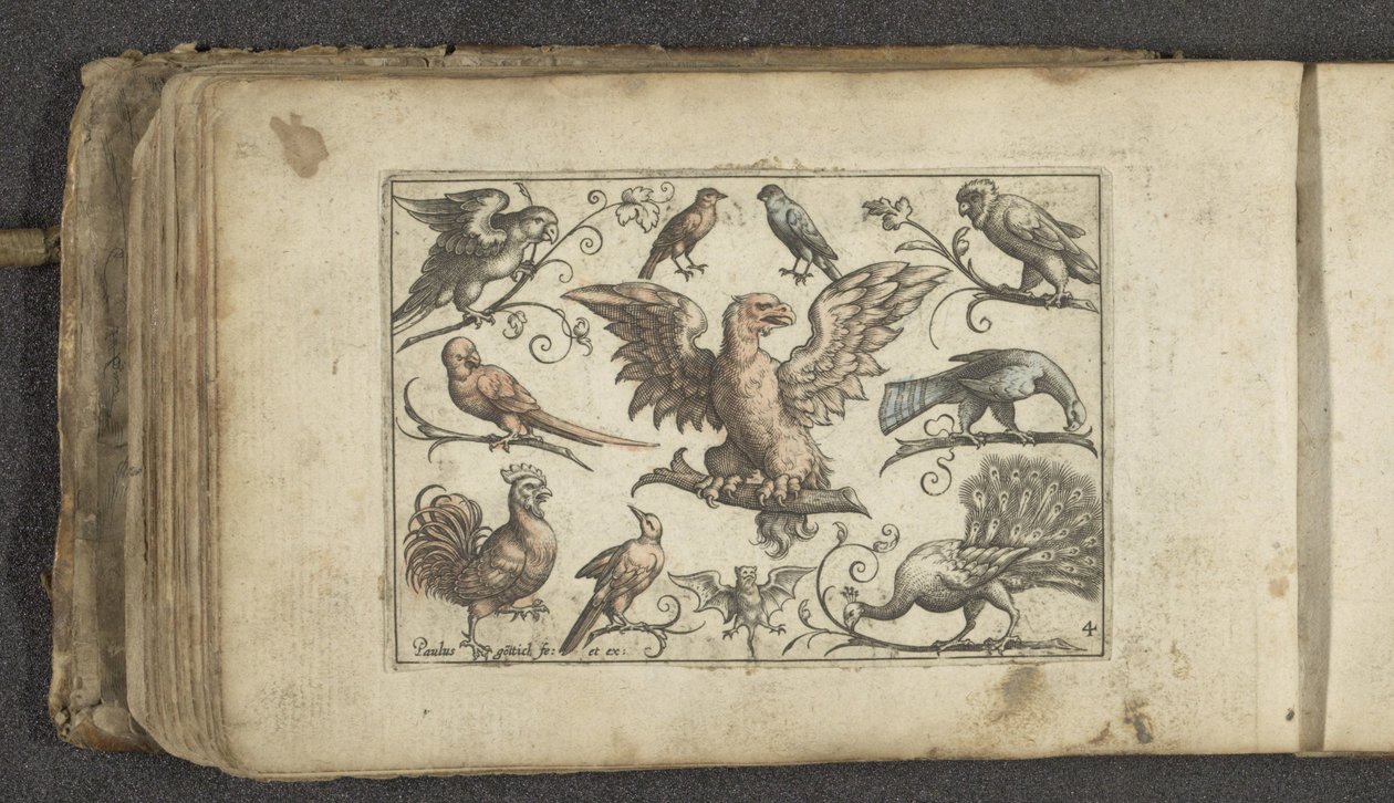 Rapace, neuf autres oiseaux et une chauve-souris - Paul Göttich