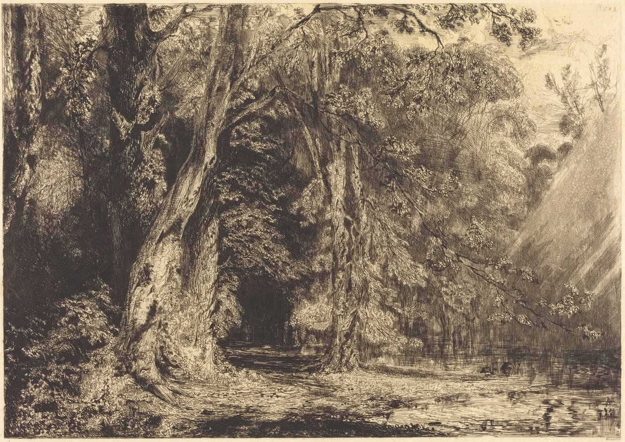 Inondation dans la forêt de l