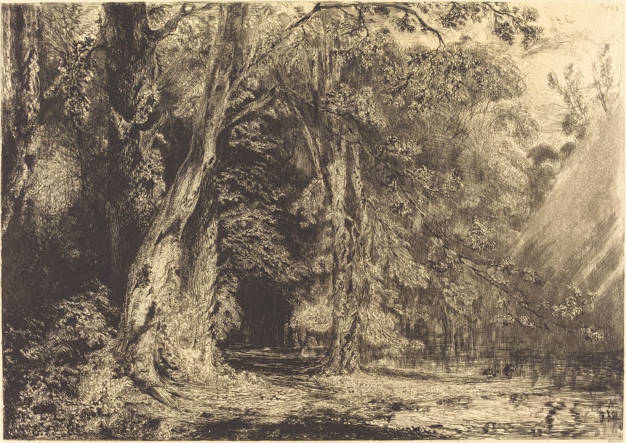 Inondation dans la forêt de l