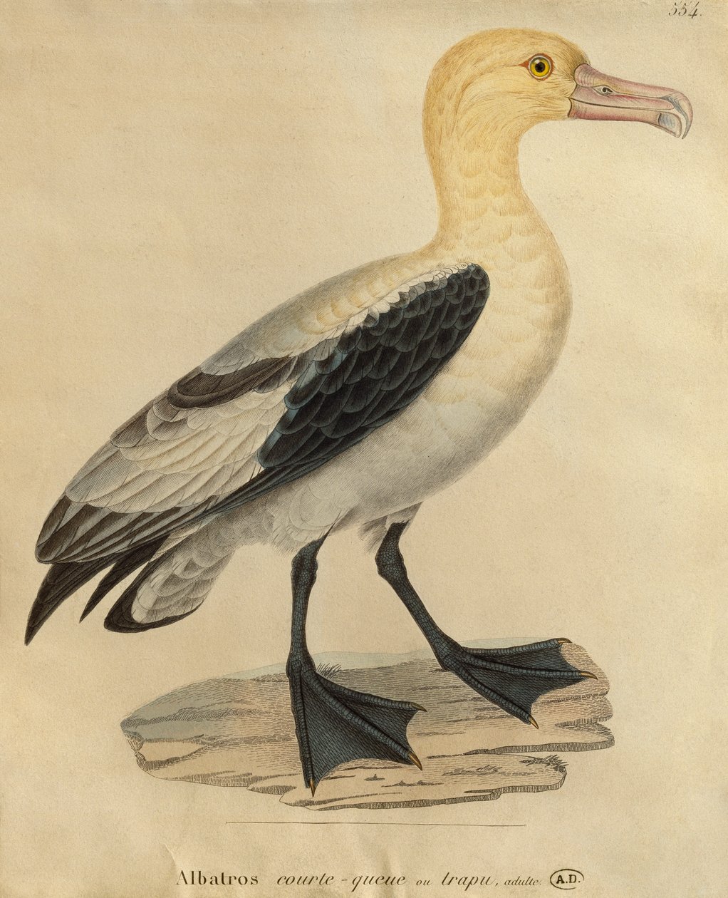 Albatros à queue courte - Paul Louis Oudart