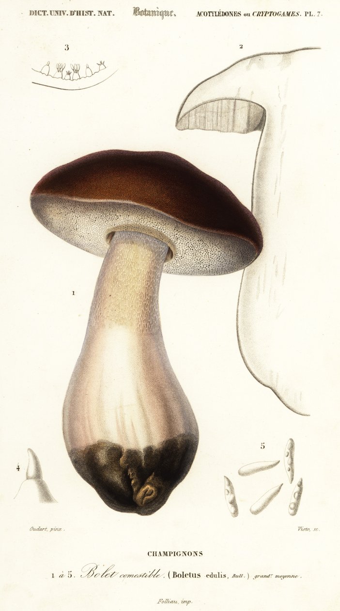 Cèpe, boletus edulis (gravure) - Paul Louis Oudart