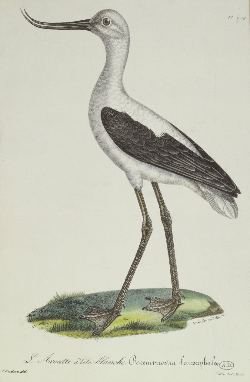 Avocette à tête blanche, début du XIXe siècle - Paul Louis Oudart