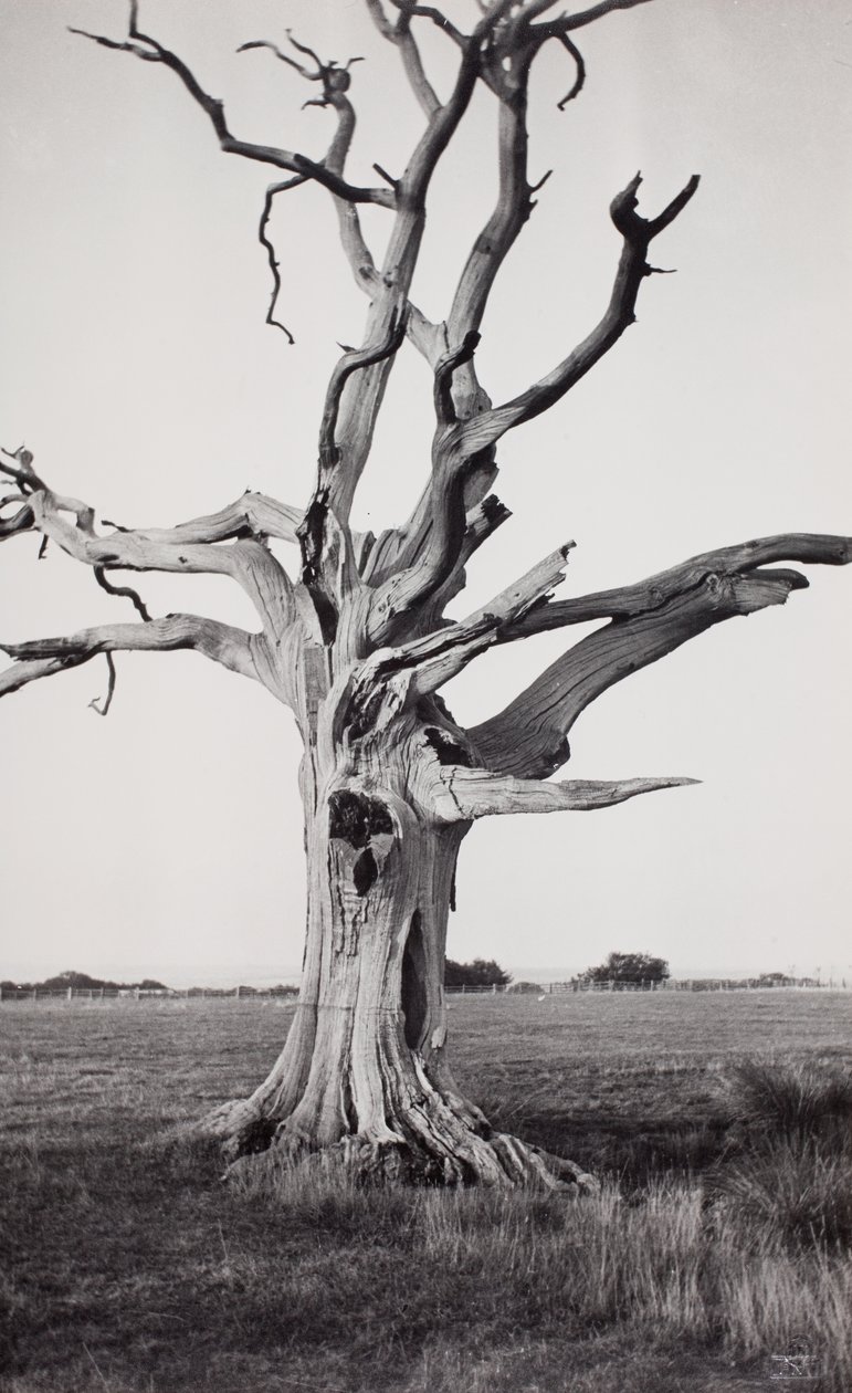 Arbre mort, marais de Romney - Paul Nash