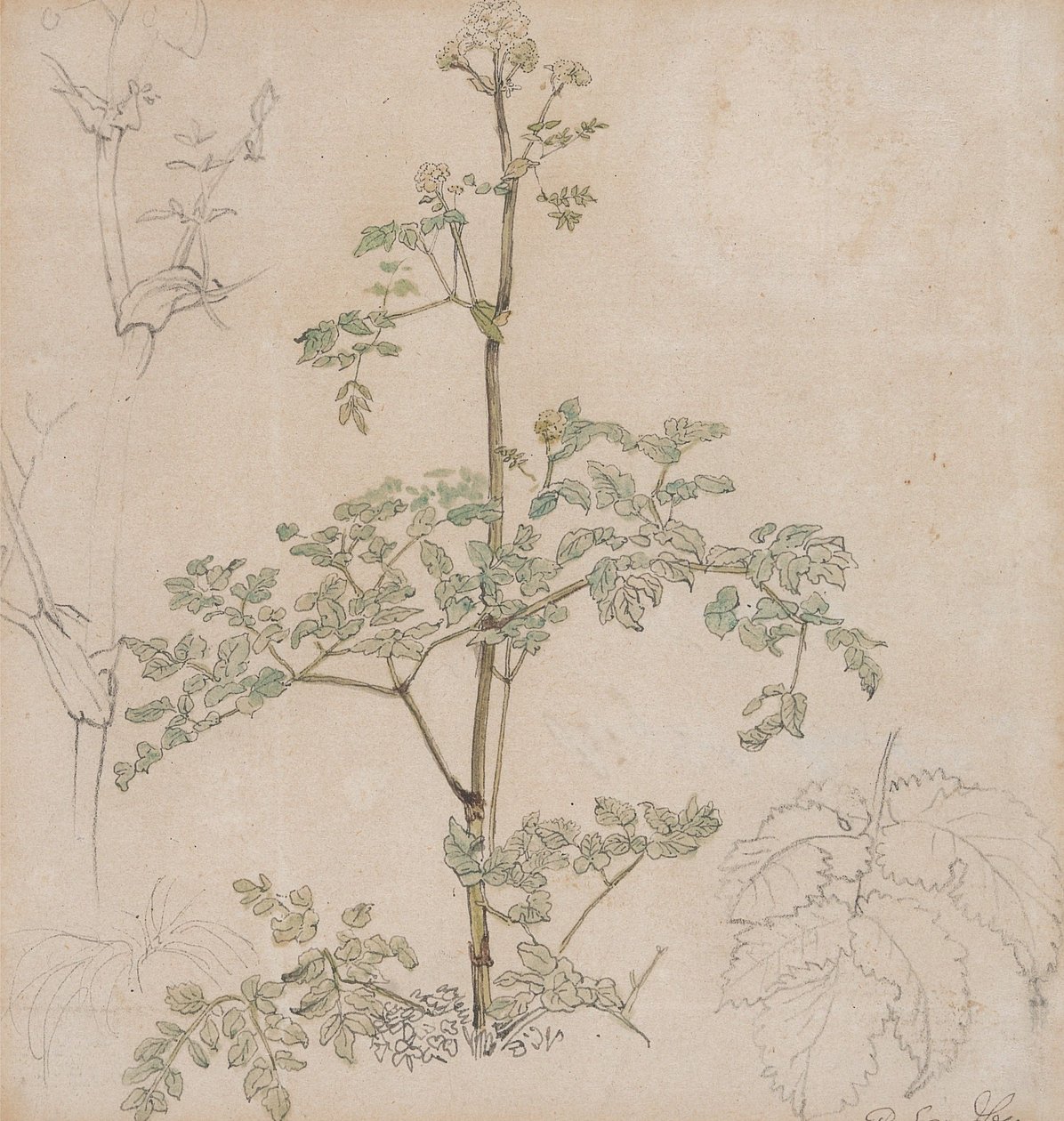 Étude de cerfeuil sauvage - Paul Sandby