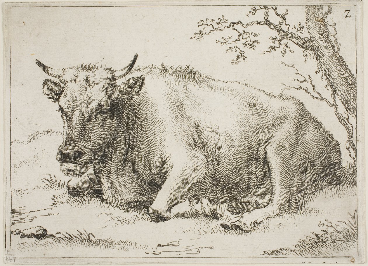 Vache couchée à côté d