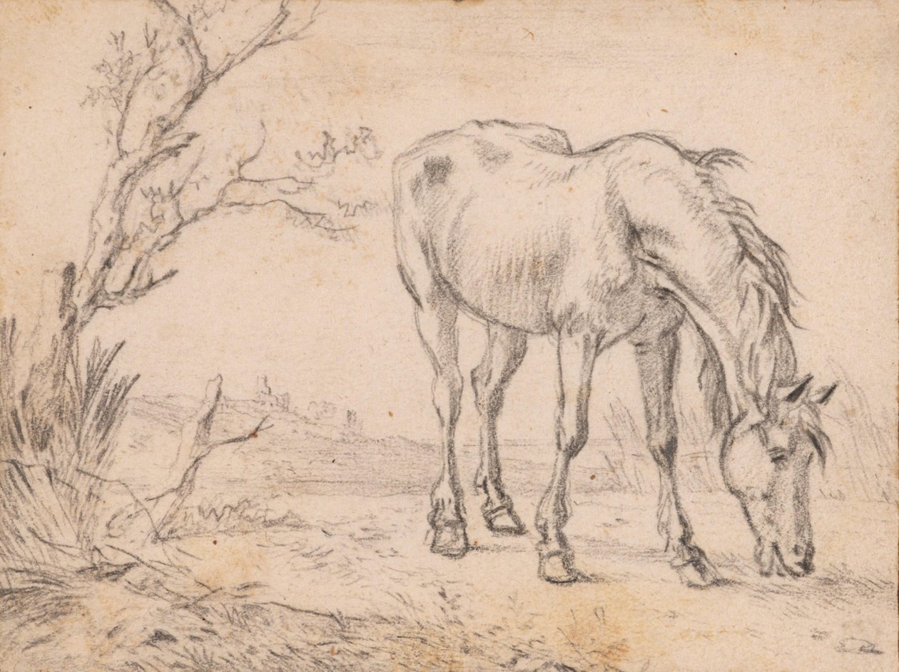 Un cheval au pâturage - Paulus Potter