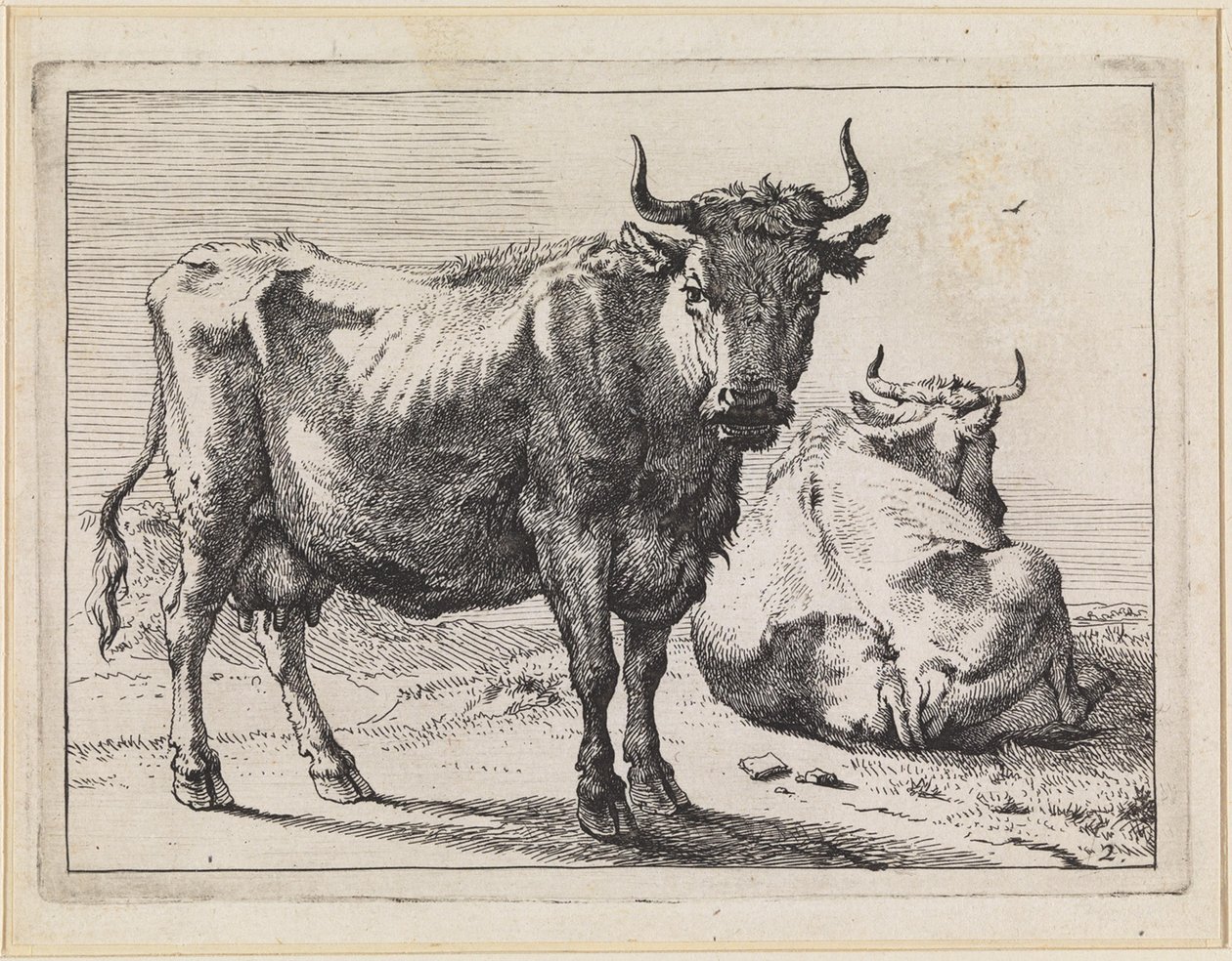 Une vache debout et une vache couchée - Paulus Potter
