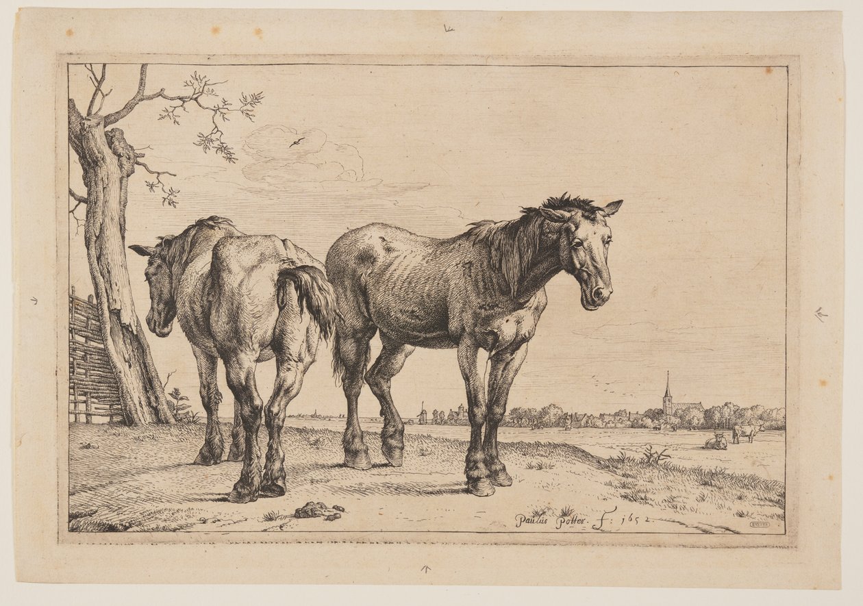 Le cheval de labour, extrait de la série des chevaux - Paulus Potter