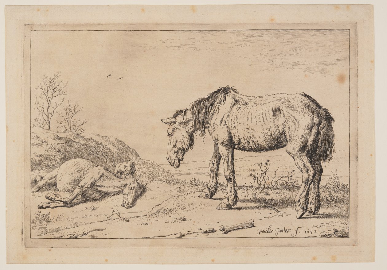 Le cheval usé (La Mazette), extrait de la série des chevaux - Paulus Potter