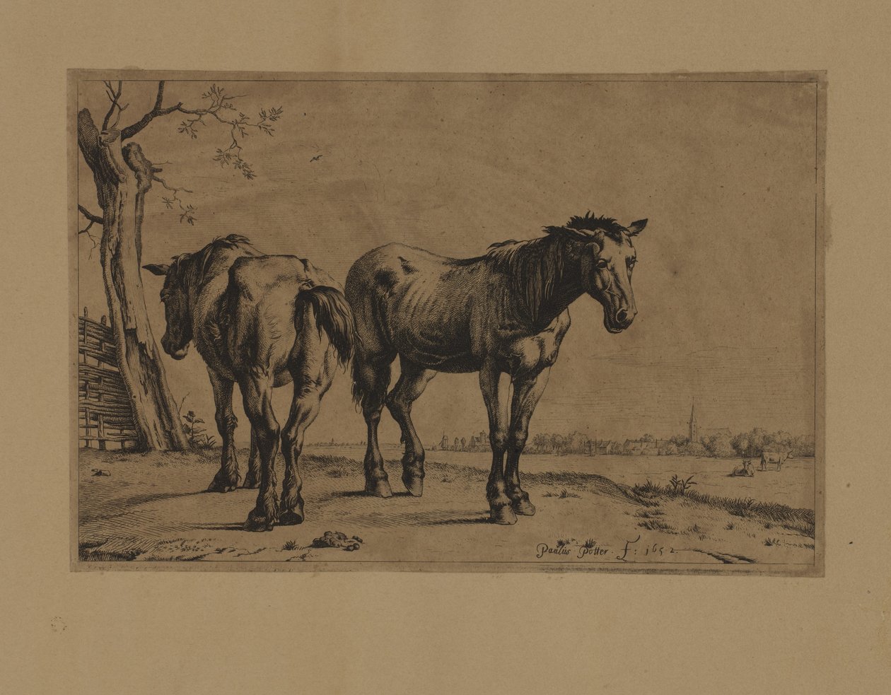 Deux chevaux - Paulus Potter