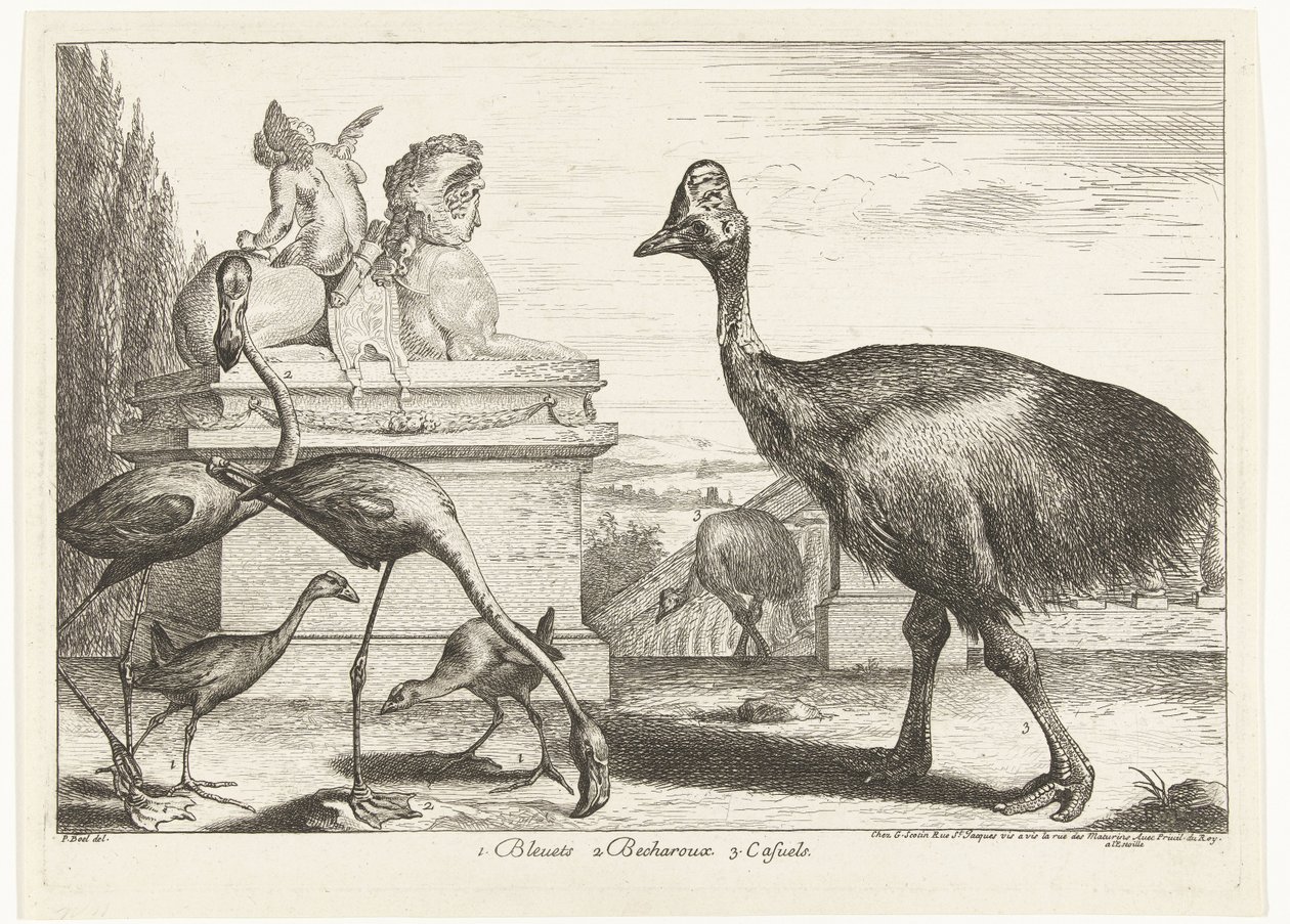Casoars, poules d