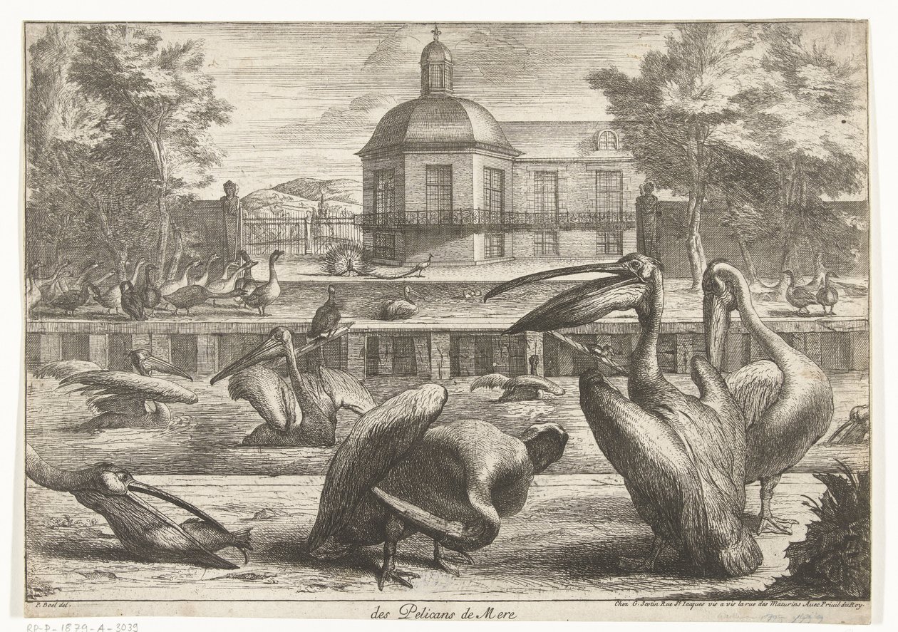 Pélicans (Vogels uit de menagerie van Versailles) - Peeter Boel (attributed to)