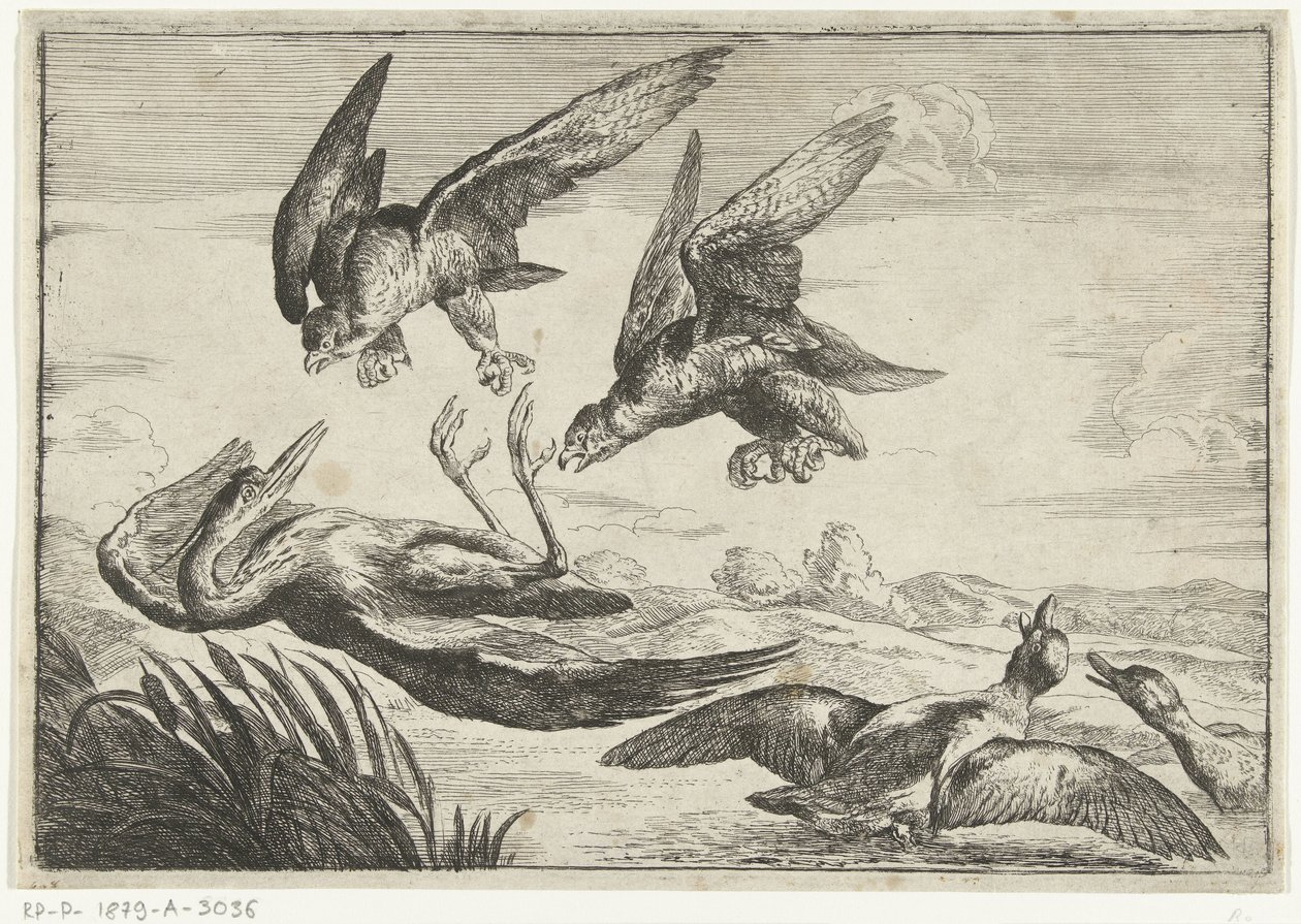 Deux faucons attaquent un héron (Diversi uccelli, série) - Peeter Boel