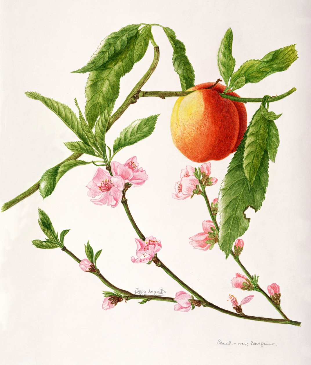 Peach var : Pèlerin (aquarelle) - Peggy Wyatt