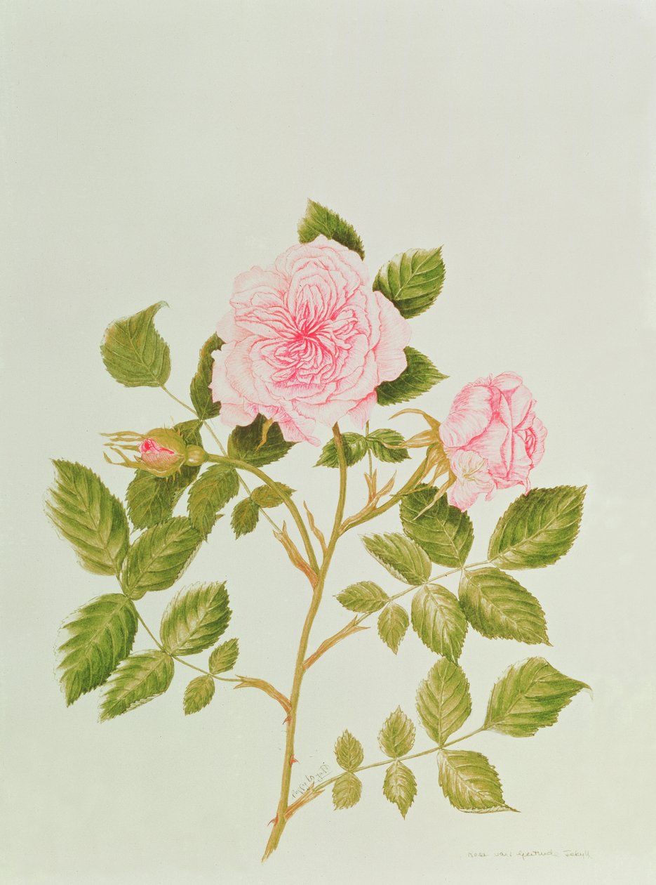 Rosa var : Gertrude Jekyll (aquarelle) - Peggy Wyatt