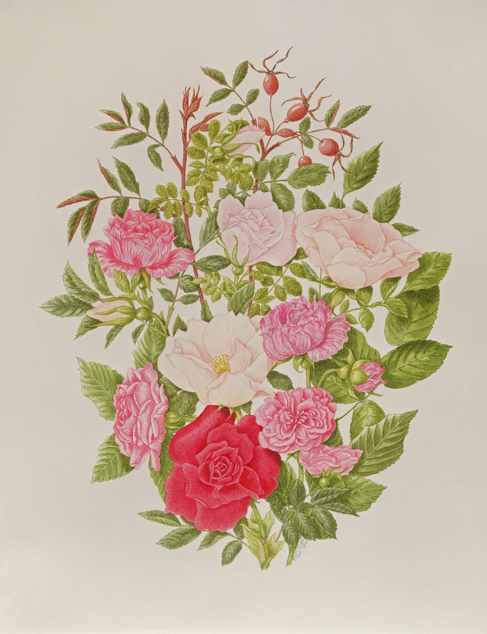 Diverses roses roses (aquarelle) - Peggy Wyatt