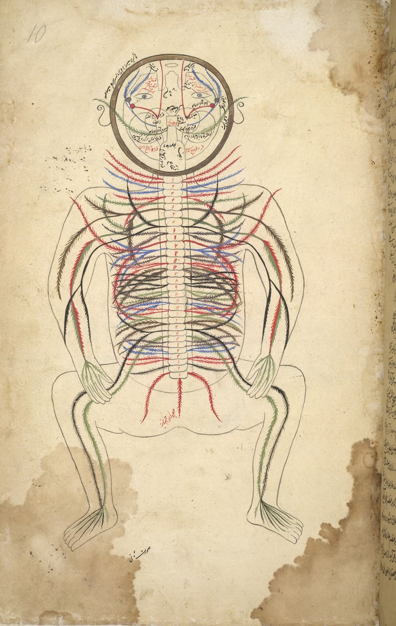 I.O. ISLAMIC 1379, f.10 Colonne vertébrale humaine, de 