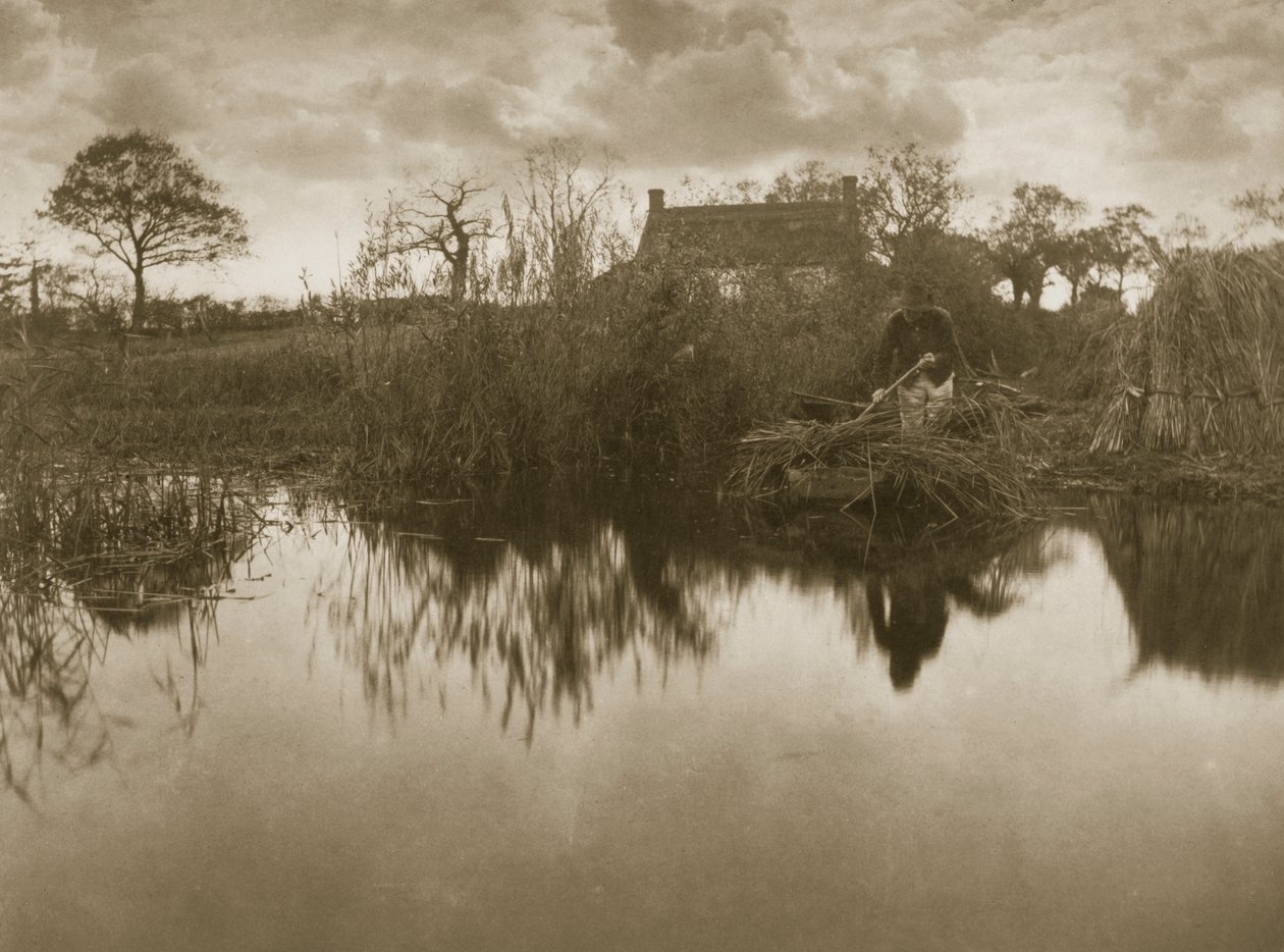 Récolte du Gladdon, vers 1886 - Peter Emerson und Thomas Goodall