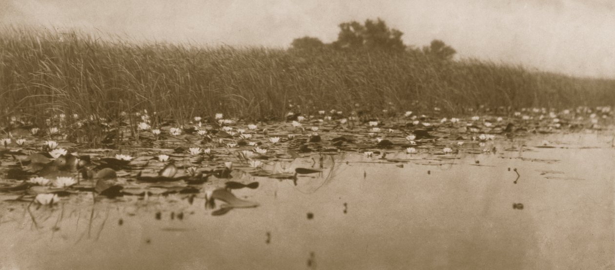 Nénuphars, Vie et paysage sur les Broads du Norfolk, 1886 - Peter Emerson und Thomas Goodall