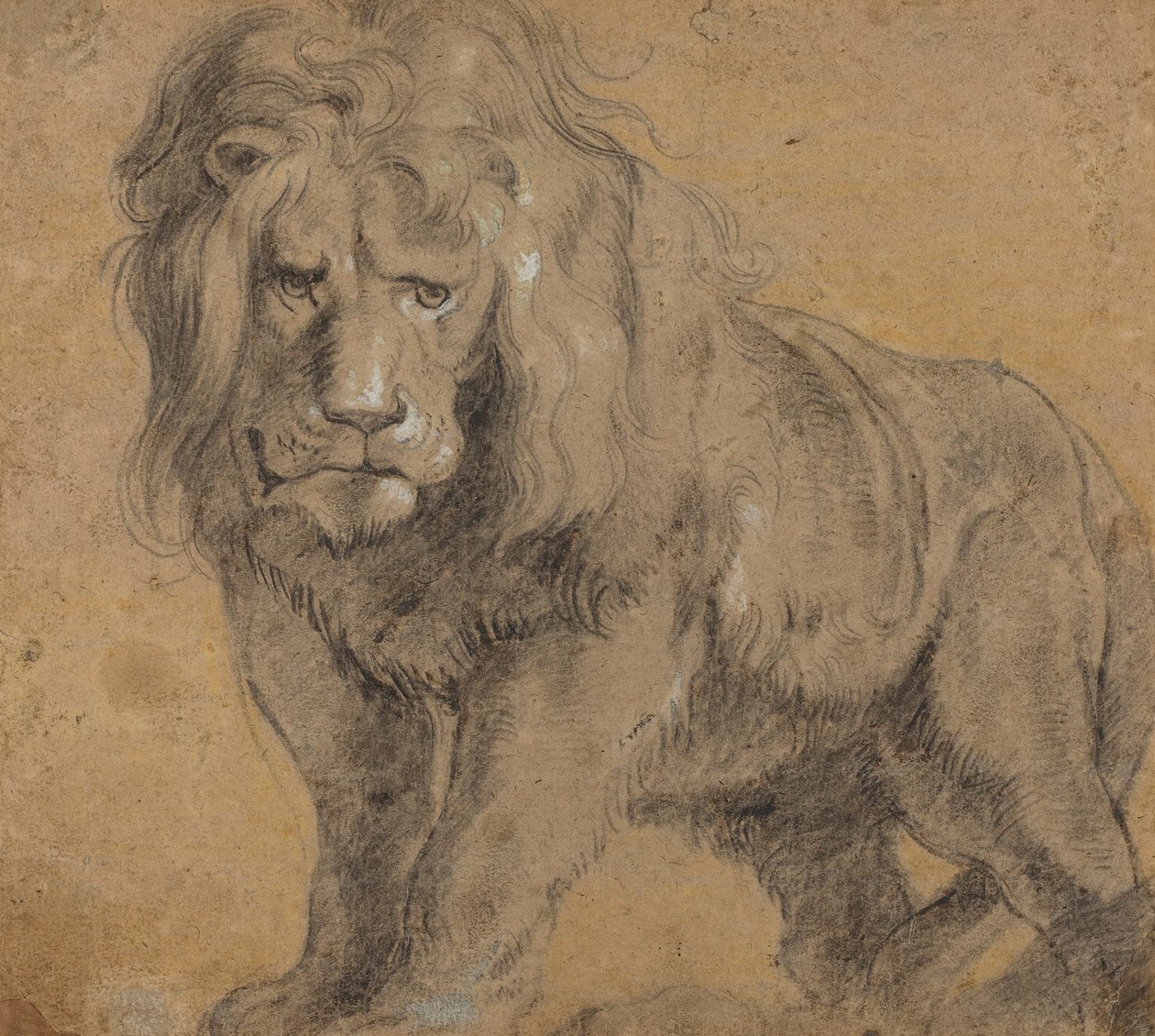 Lion - Peter Paul Rubens