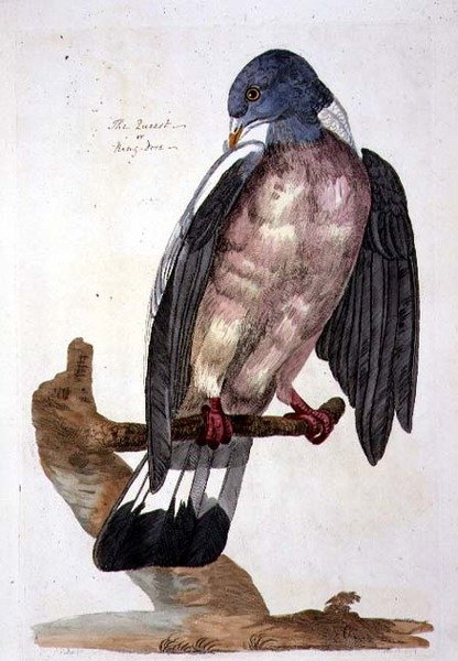 La Tourterelle ou Pigeon ramier, planche de 