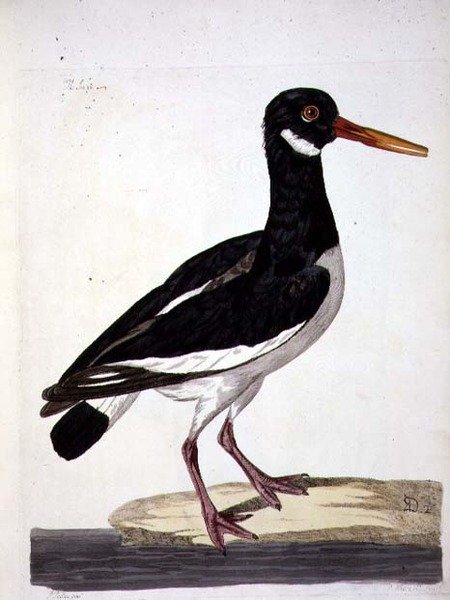 La Pie de mer ou Huîtrier pie (Haematopus ostralegus) planche de 