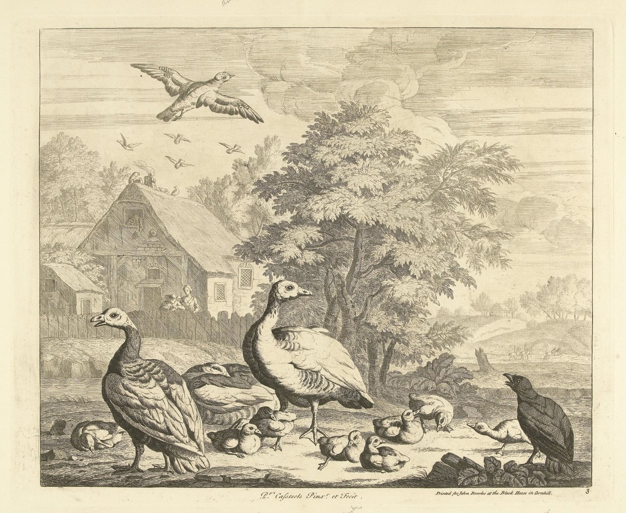 Oies avec des poussins près d