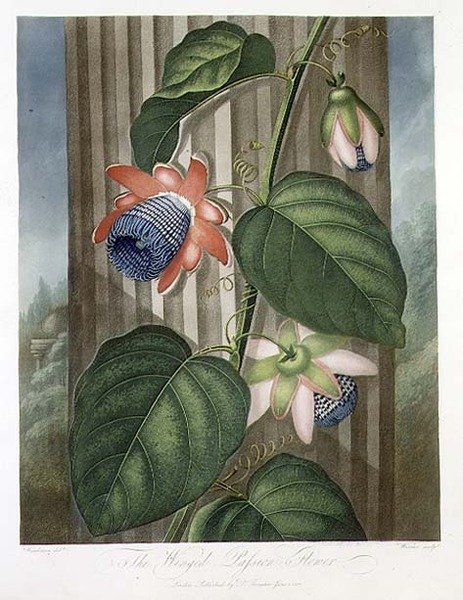 La Fleur de la Passion ailée, gravée par Warner, de 
