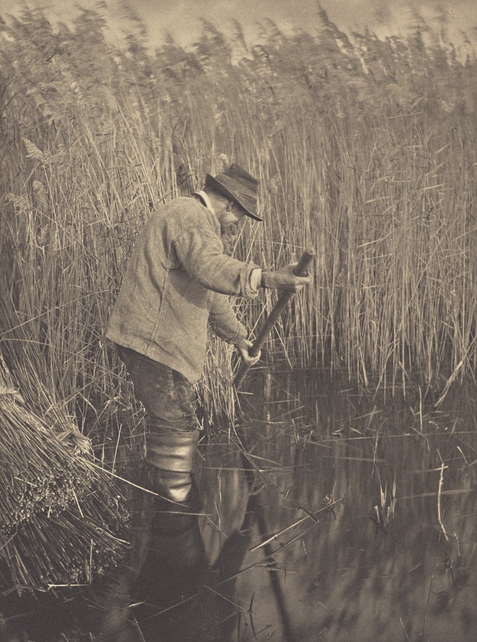 Un coupeur de roseaux au travail - Peter Henry Emerson