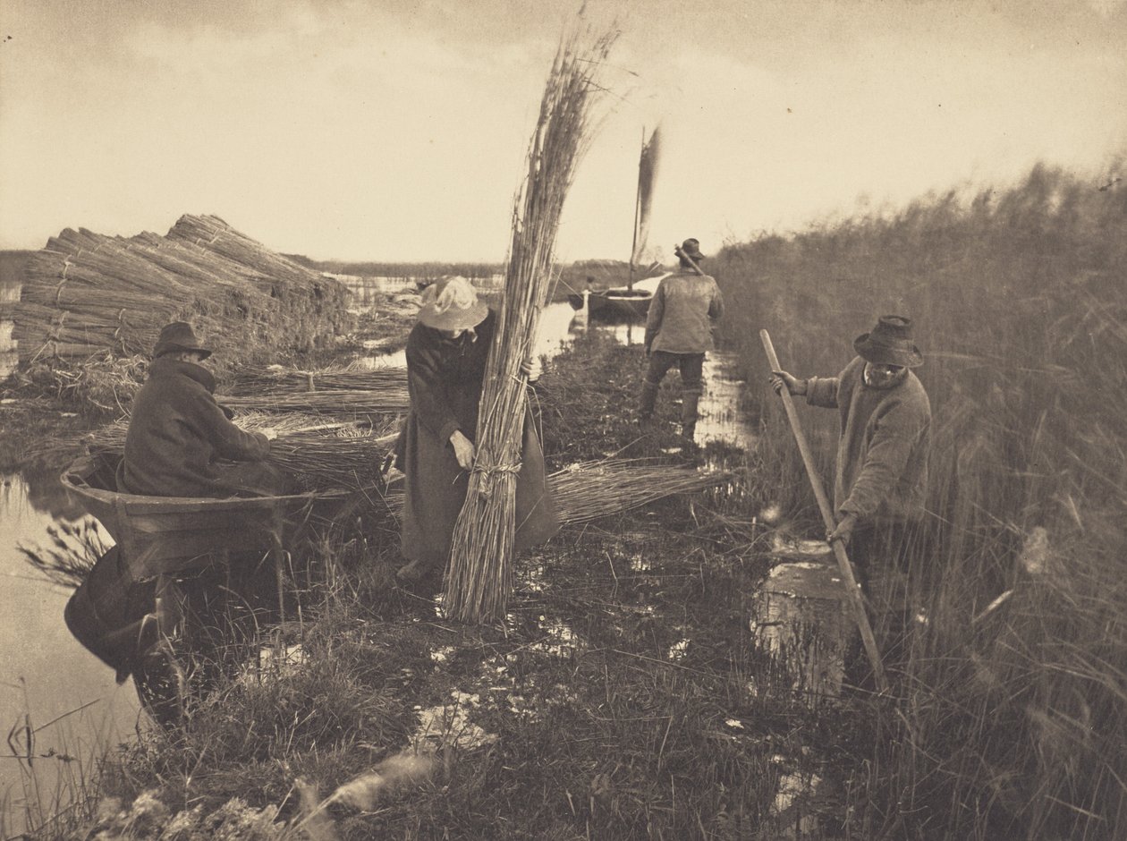 Pendant la récolte des roseaux - Peter Henry Emerson