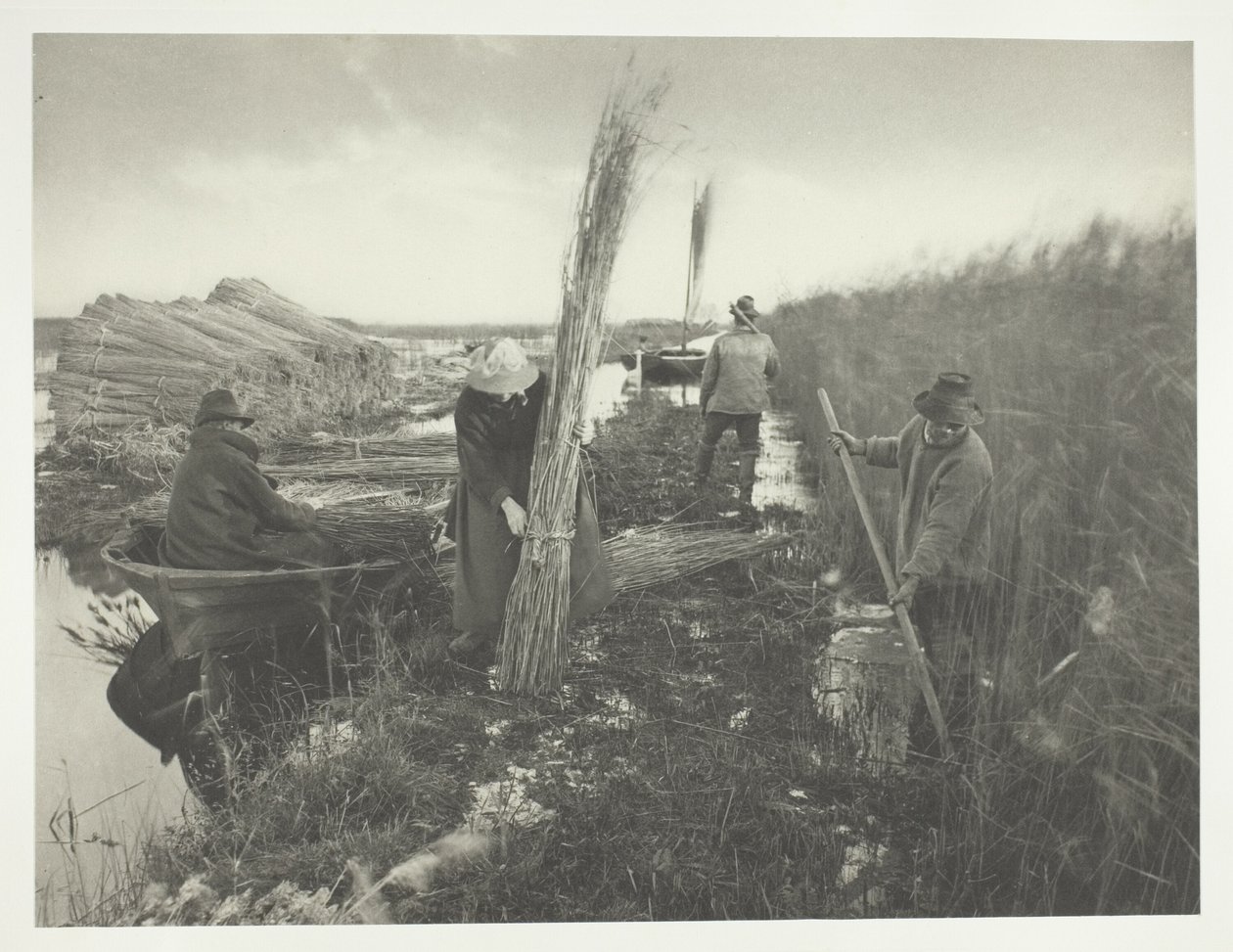 Pendant la récolte du roseau - Peter Henry Emerson