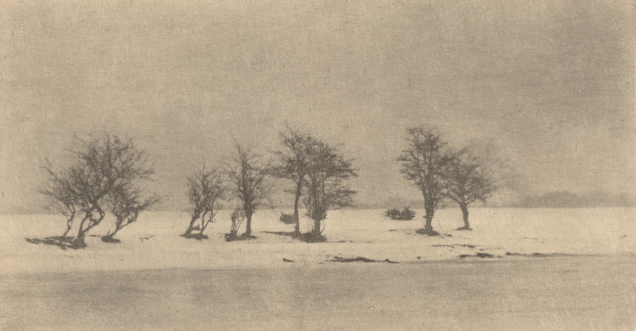 Arbres à Épines Tordues, vers 1890, imprimé vers 1895 - Peter Henry Emerson