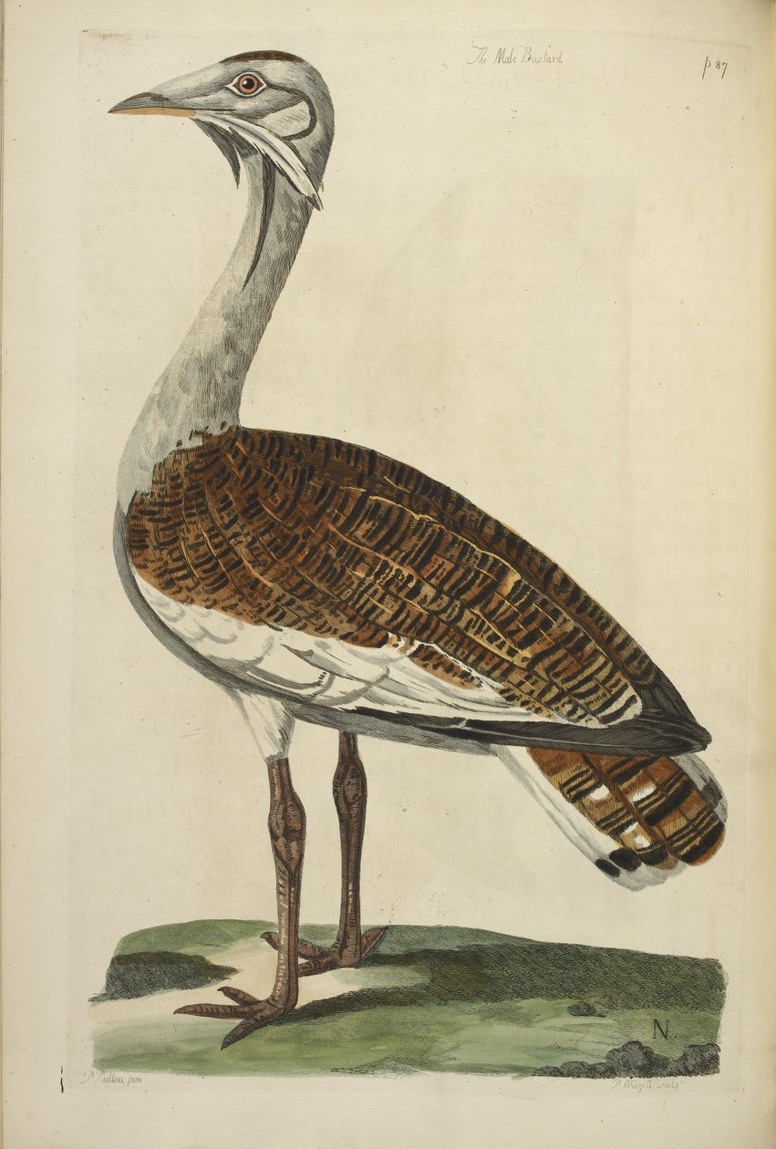 Le bustard mâle, illustration de 