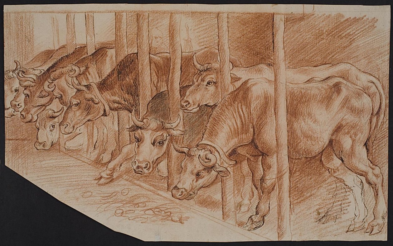 Des vaches de « L