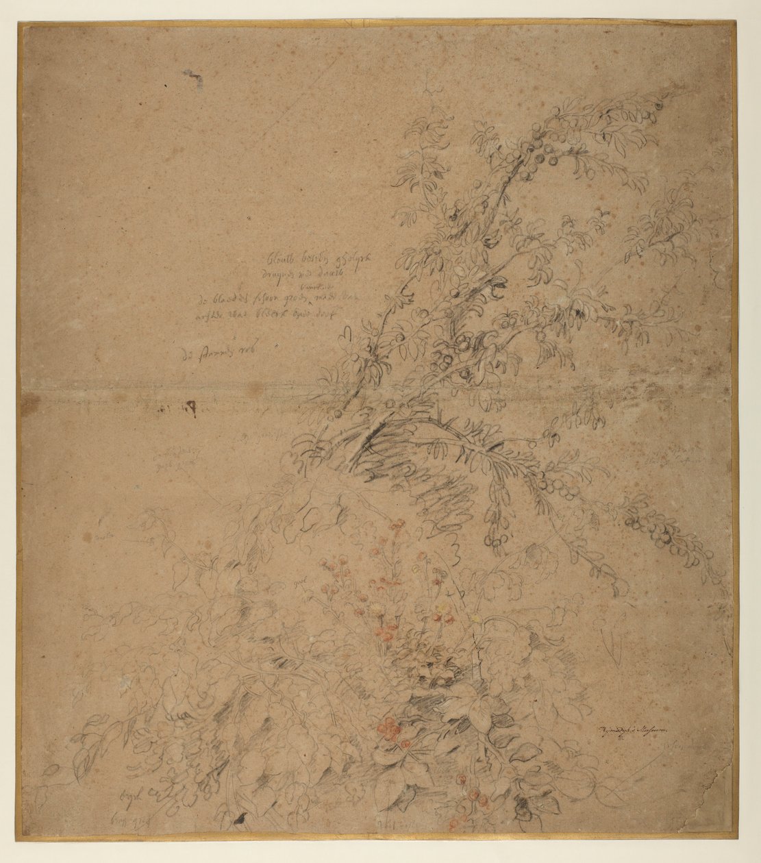 Étude de prunellier avec ronce et autres plantes - Peter Paul Rubens