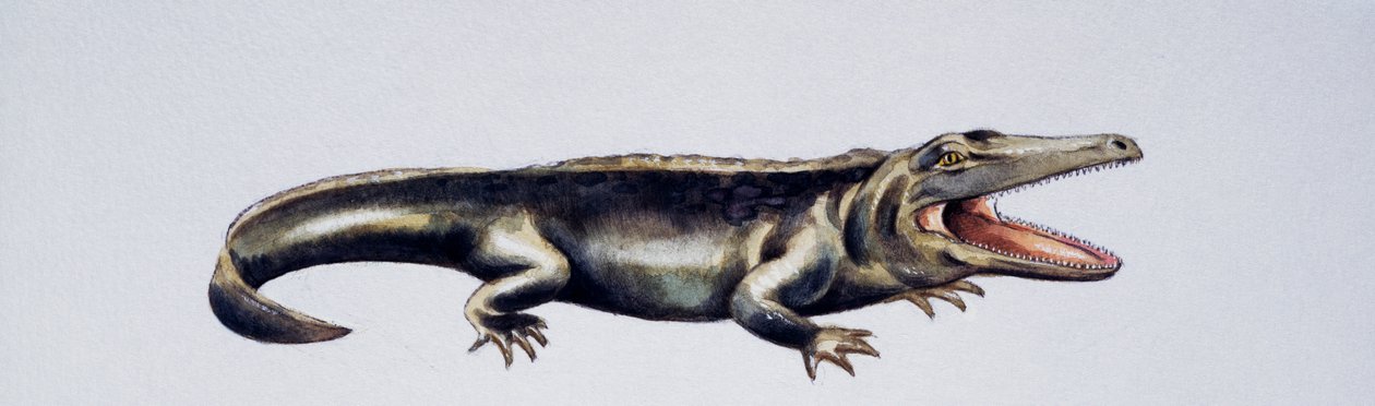 Cyclotosaurus sp, Mastodonsauridae, Trias supérieur, Oeuvre de Peter Ross
(photo) - Peter Ross