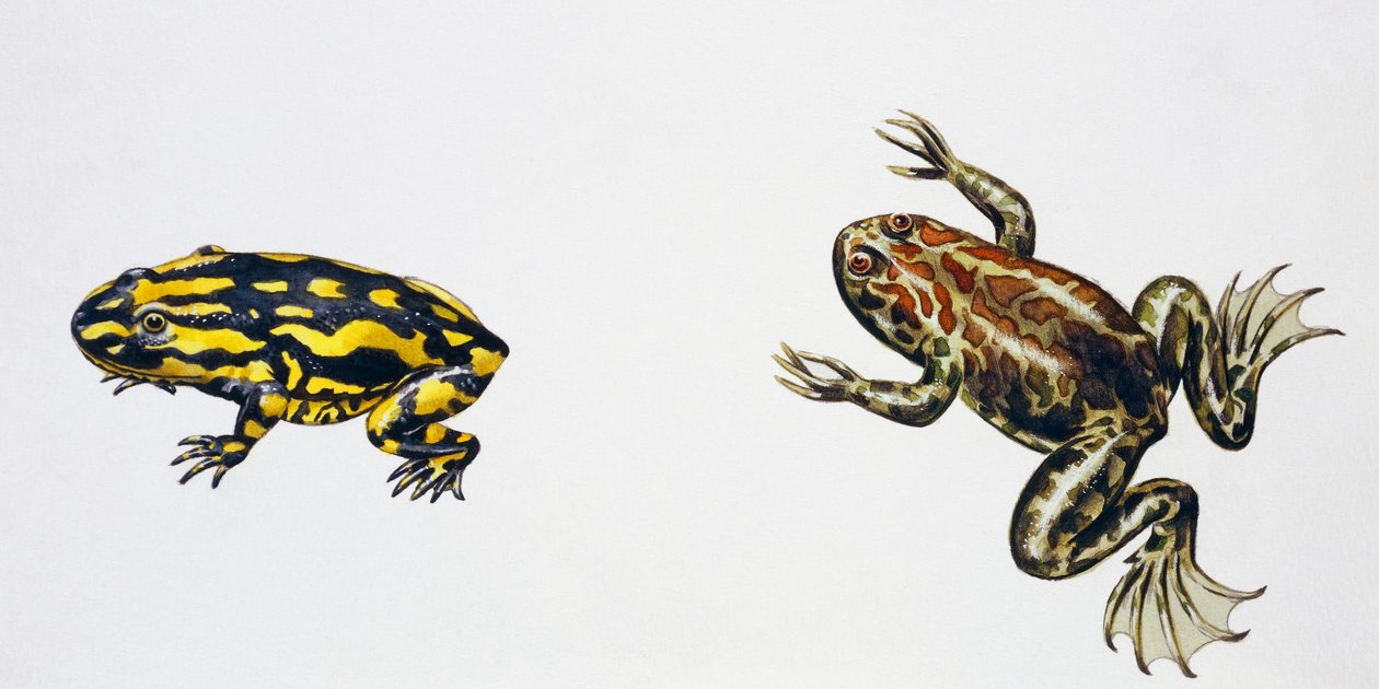 Triadobatrachus massinoti et Palaeobatrachus sp, œuvre d
