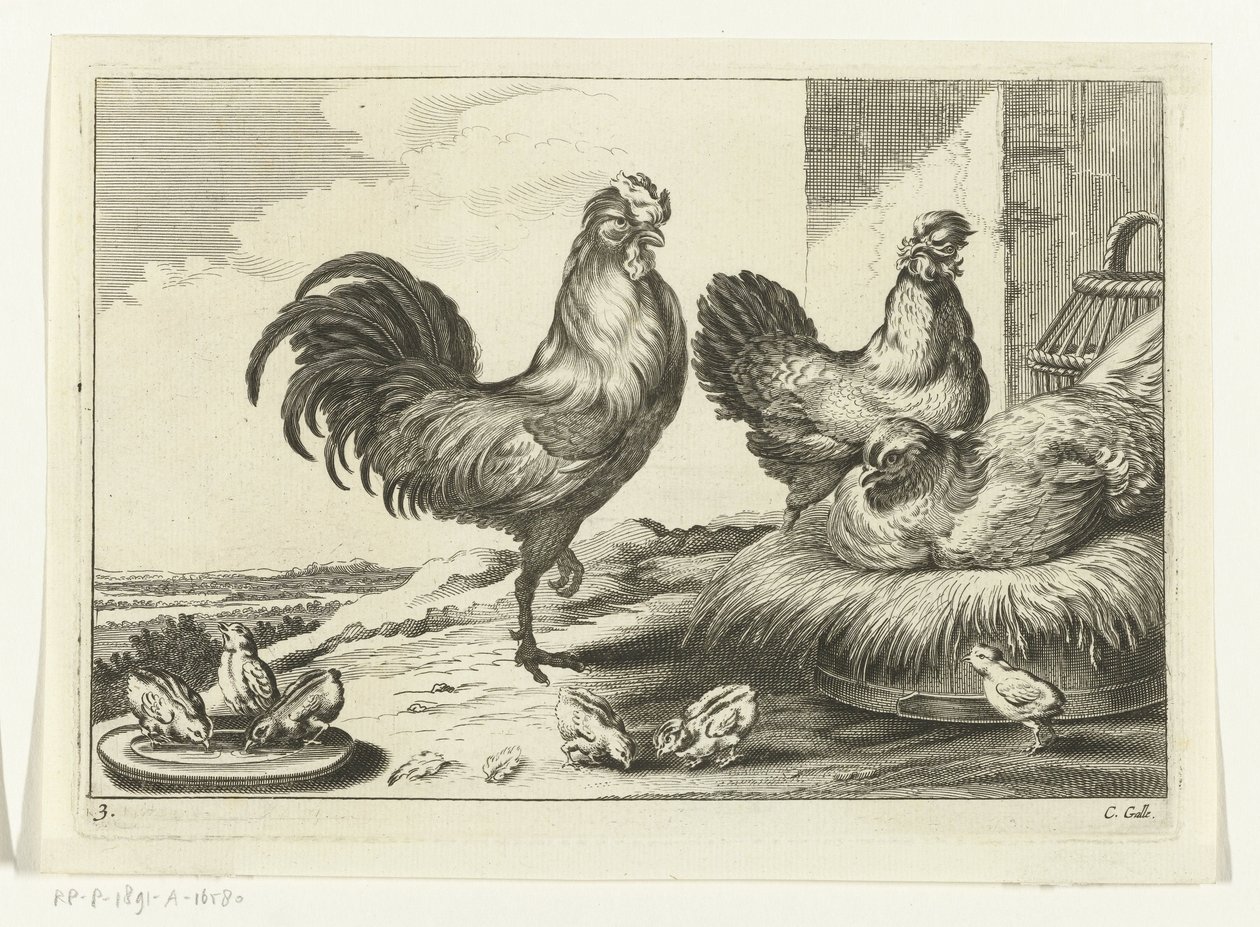 Poulet, coqs et poussins - Peter van Liesebetten