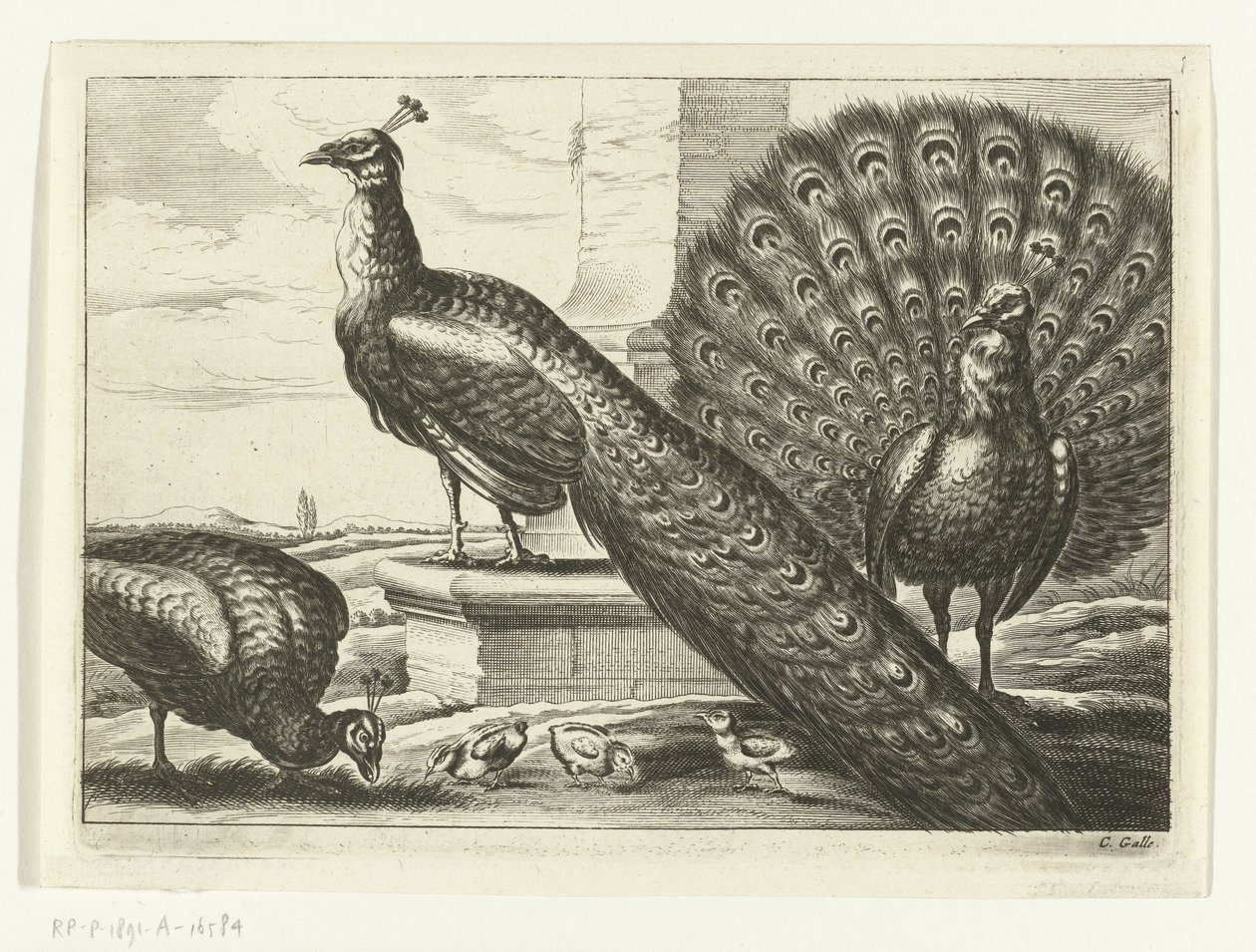 Paons - Peter van Liesebetten