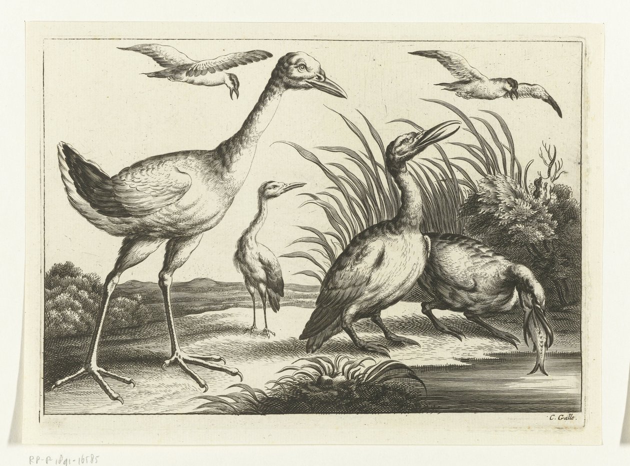 Oiseaux aquatiques
Diversarum avium species (série) - Peter van Liesebetten