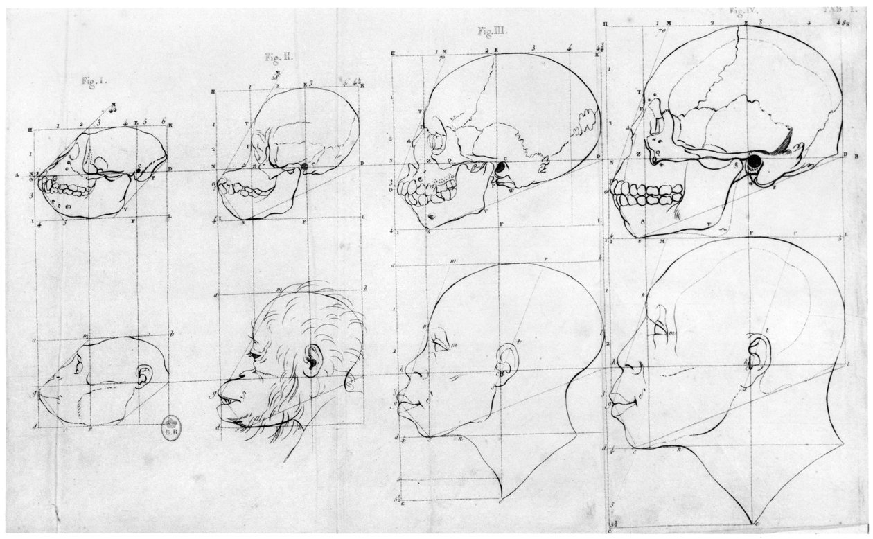 Transition du singe à Apollon, illustration de 