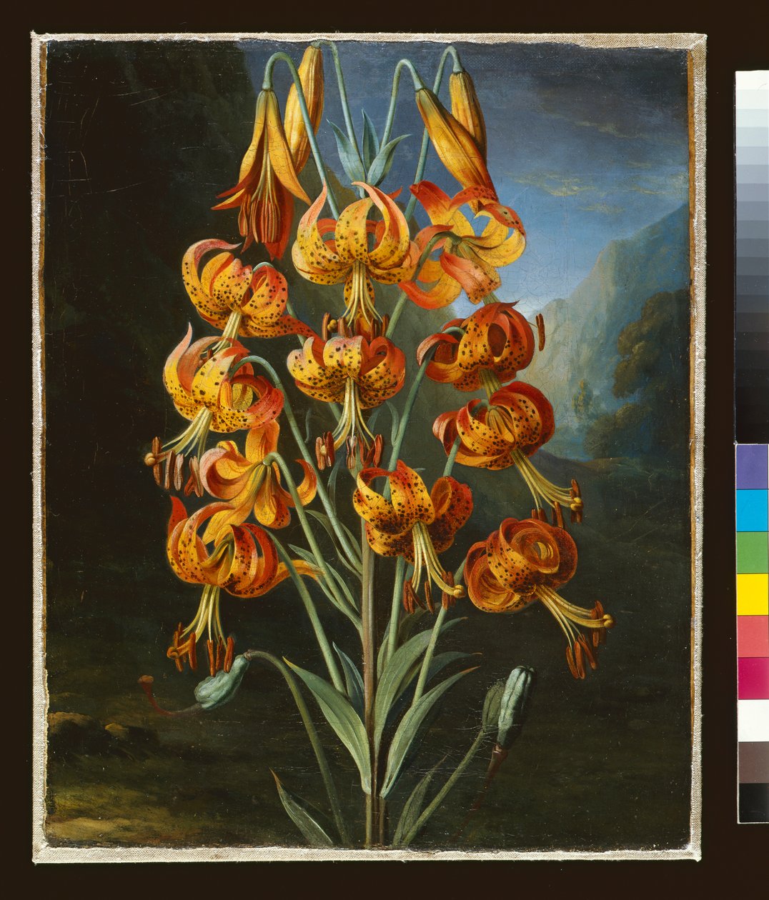 Lilium Superbum, peint pour le `Temple of Flora de R. J. Thornton, c.1798 - Philip Reinagle